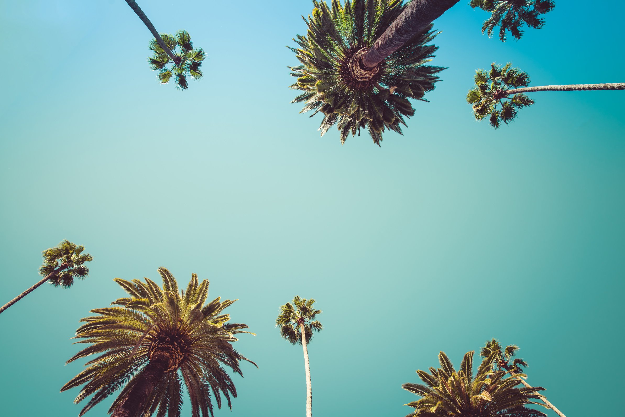 Palm Trees - Vintage Beverly Hills Los Angeles Palm Trees